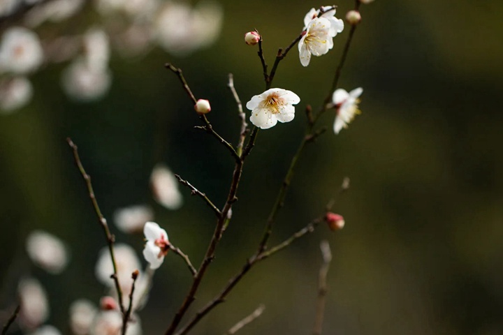 梅花的象征寓意以及特殊的含义