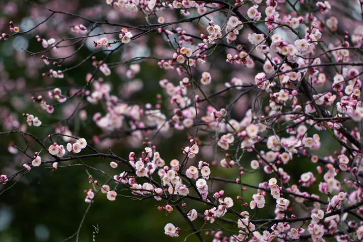梅花的象征寓意以及特殊的含义