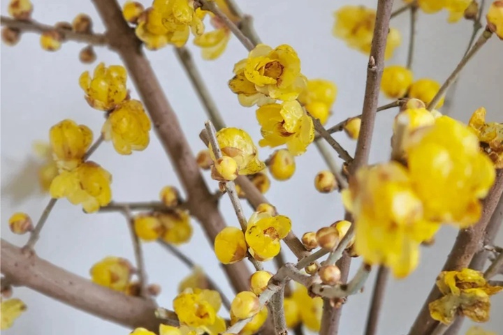 梅花的象征寓意以及特殊的含义