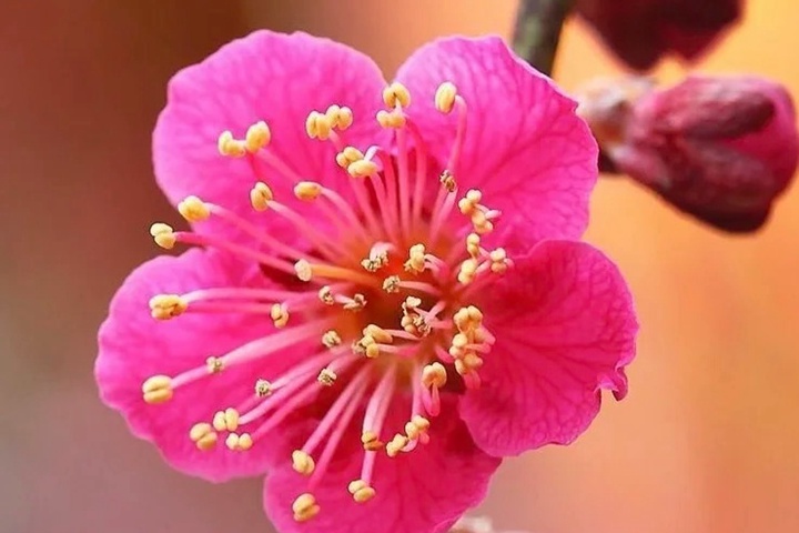 梅花的象征寓意以及特殊的含义