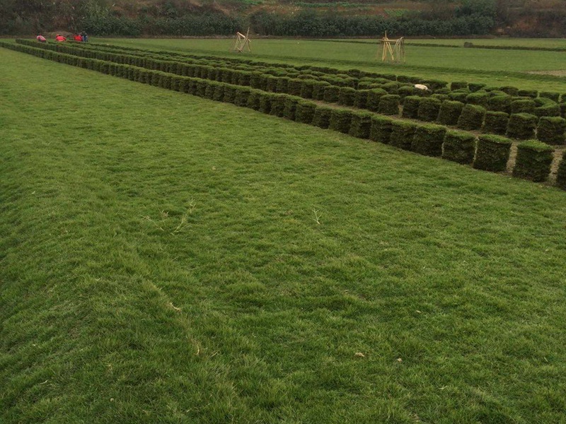 1764299861645250.jpg 马尼拉草是冷季型草还是暖季型草