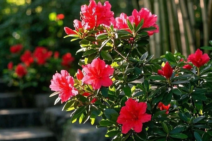 杜鹃花的花语和象征意义