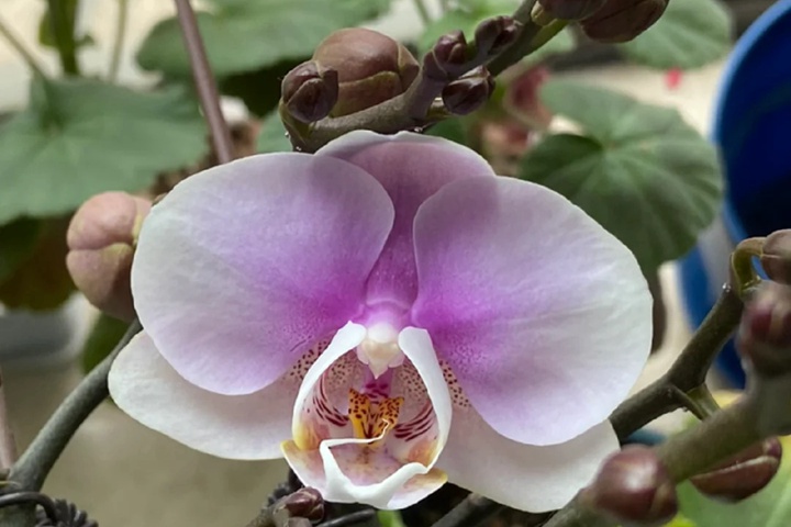 1764312412759133.jpg 蝴蝶兰几点开花?