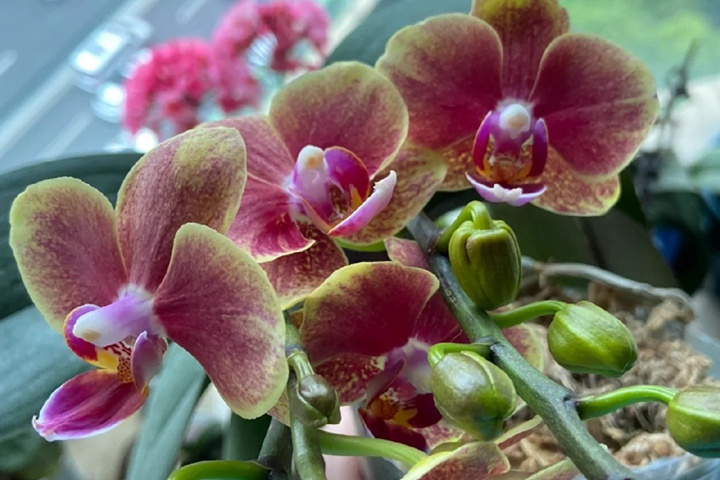 1764312412878137.jpg 蝴蝶兰几点开花?