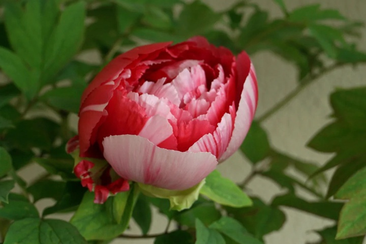 牡丹花几点开花