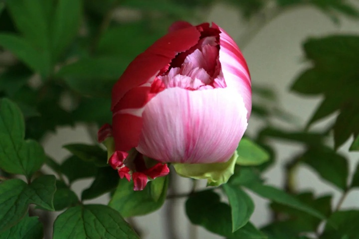 牡丹花几点开花