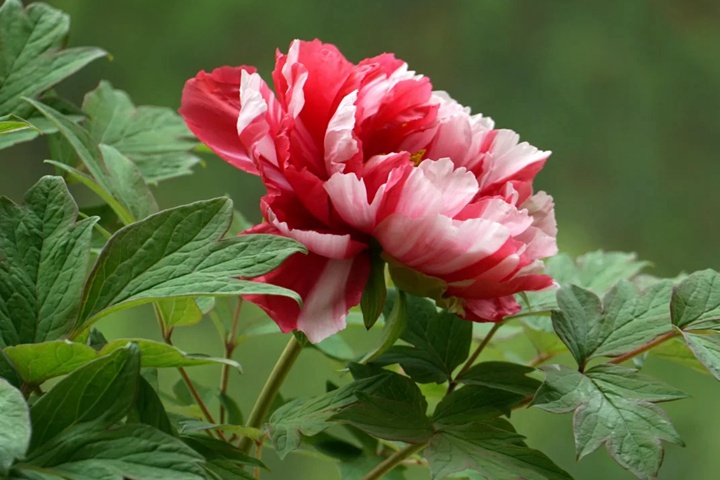 牡丹花几点开花