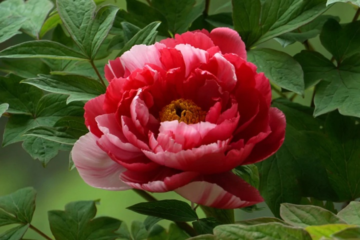 牡丹花几点开花