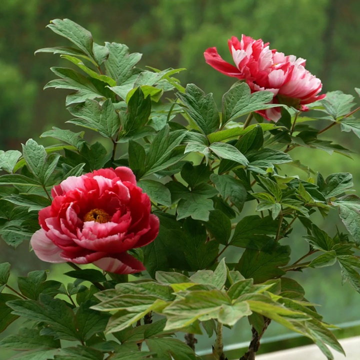 牡丹花几点开花