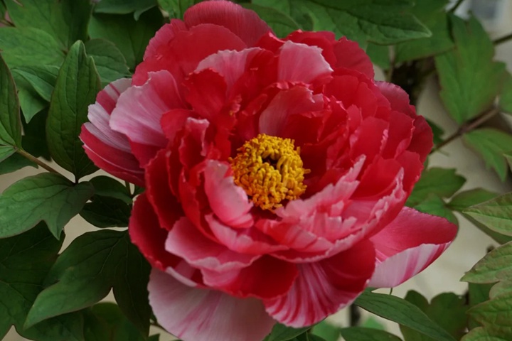 牡丹花几点开花