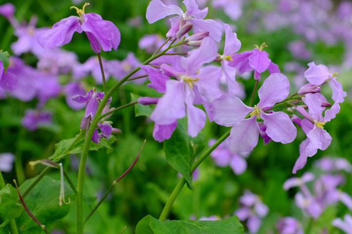 诸葛菜是二月兰吗？