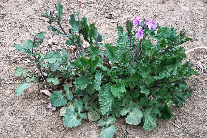 诸葛菜是二月兰吗？