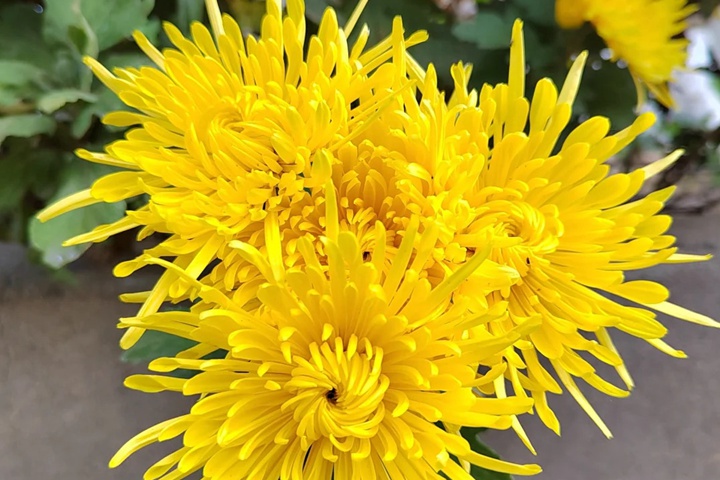 黄菊花的花语和象征寓意