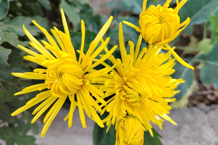 黄菊花的花语和象征寓意