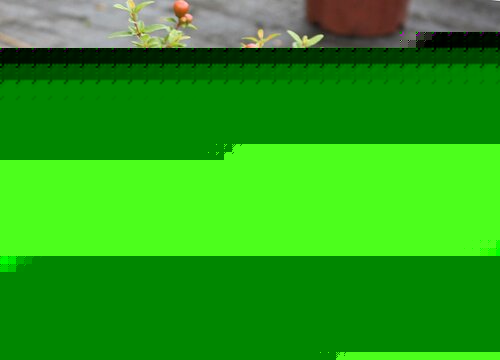 石榴花的花语和象征寓意