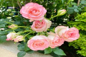 爱莎月季是多头品种吗