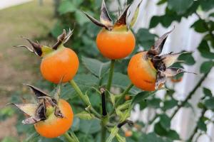 月季的果实能吃吗