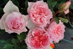 新手种月季的几大误区