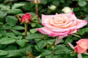 爱的呼吸 Rhoslyn