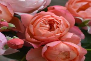 杏子派 Tarte aux Abricots