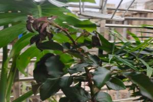 月季强笋为什么会蔫