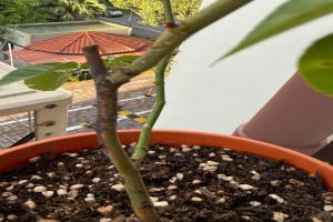 月季黑杆了该怎么办？