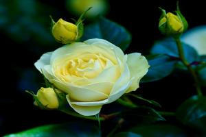 柠檬与青柠 Lemon N Lime