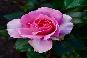 爱意恒久 Love Always