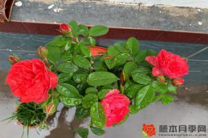 盆栽月季养护指南