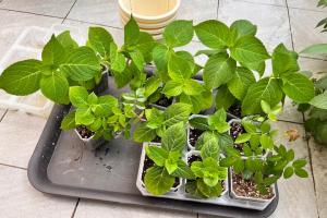 绣球扦插快速生根方法