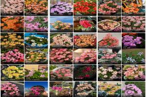 酢浆草有多少品种