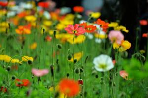 冰岛虞美人从播种到出芽再到开花要多久