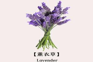薰衣草的花语是什么