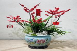 冬青的花语和象征寓意