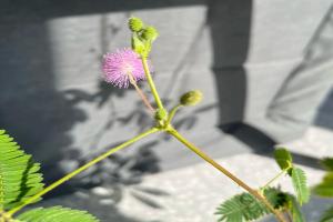 含羞草在什么季节开放