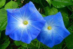 牵牛花在什么季节开花