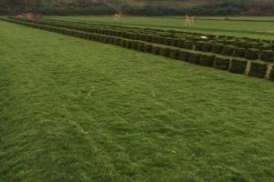 马尼拉草是冷季型草还是暖季型草