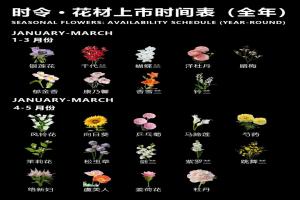一月到十二月的时令花卉
