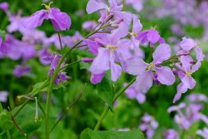 诸葛菜是二月兰吗？