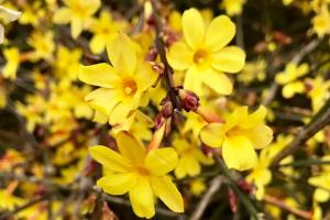 迎春花什么时候开花，一年开几次