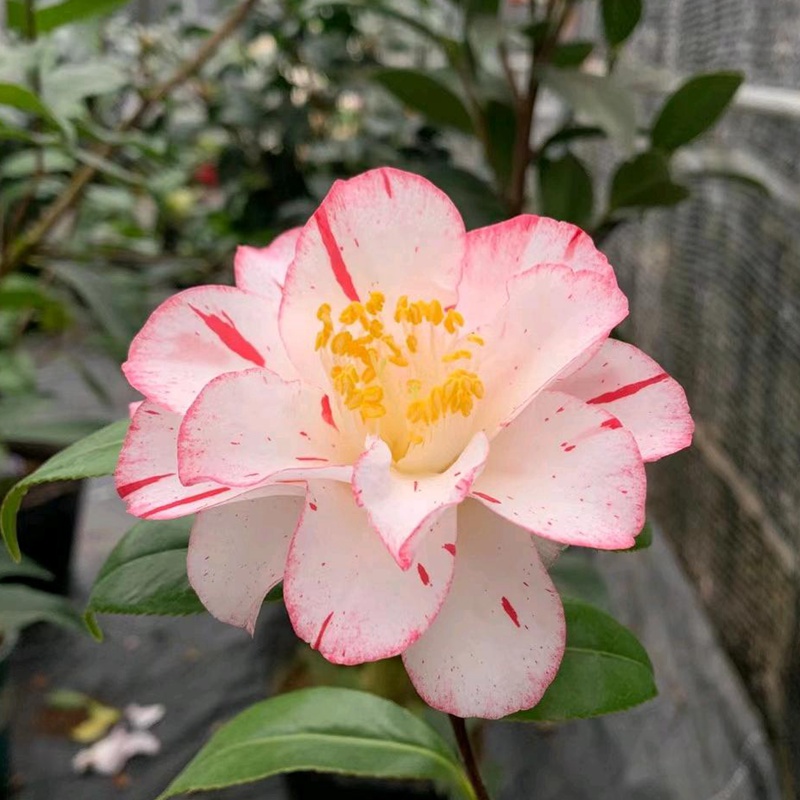 十一月份开什么花