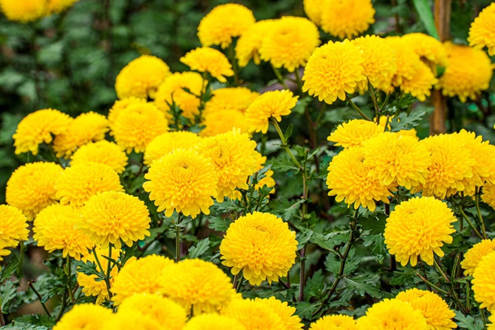 十一月份开什么花