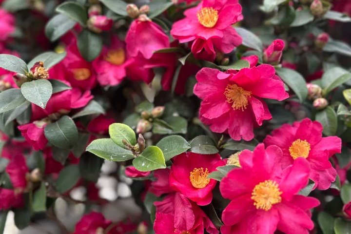 十一月份开什么花