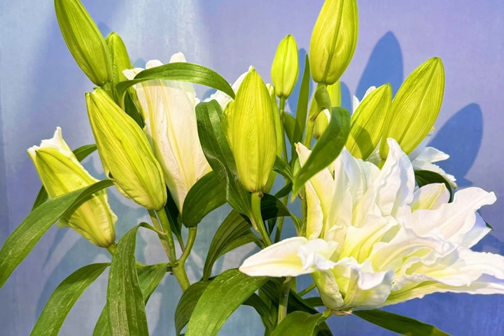 1764558972165683.jpg 白百合花的花语和寓意