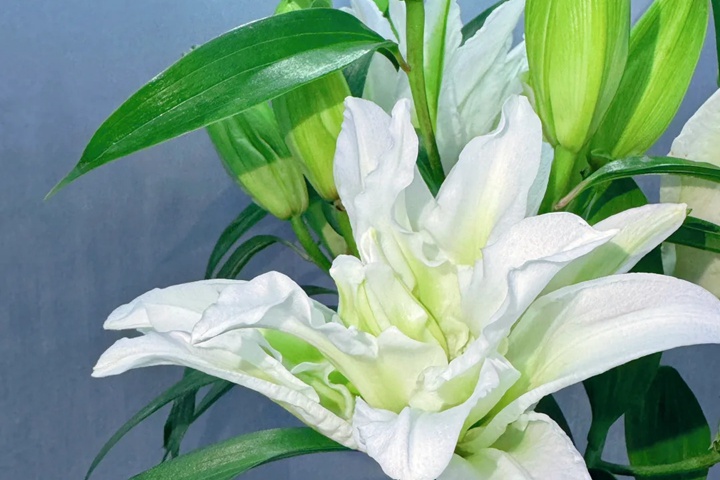 1764558972592545.jpg 白百合花的花语和寓意