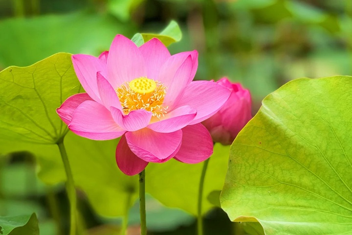 莲花几月份开放