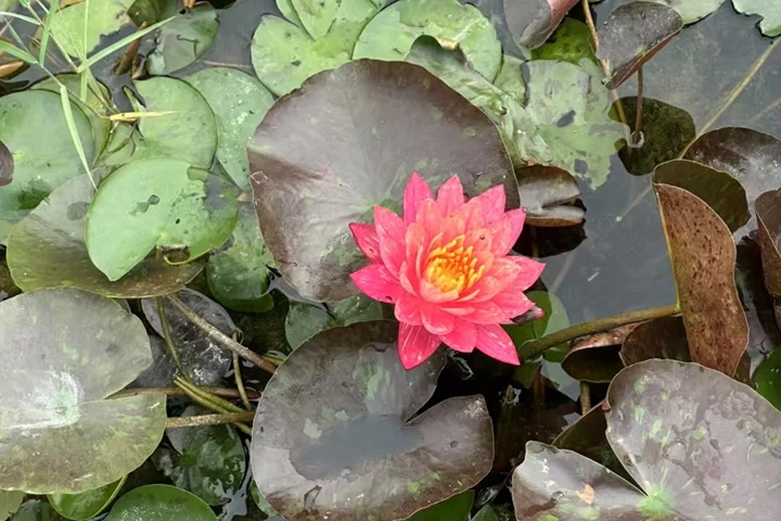 莲花几月份开放