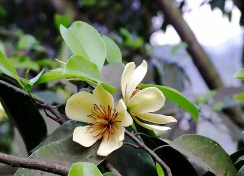 1764560307465641.jpg 含笑花花期是几月份