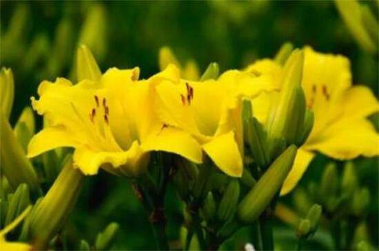 1764560354285824.jpg 忘忧草代表什么意思