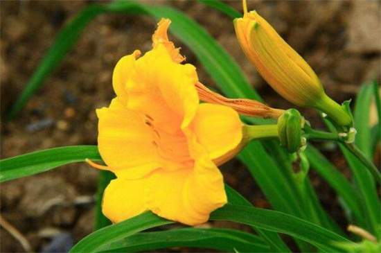 1764560361815654.jpg 忘忧草代表什么意思